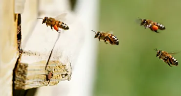 bees
